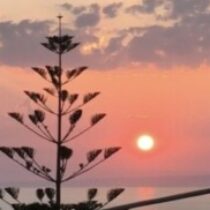 Εικόνα προφίλ του/της ΜαΦ